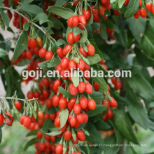 Baie de Goji séchée mécaniquement et certifiée biologique